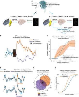 Toward a personalized closed-loop stimulation of the visual cortex: Advances and challenges